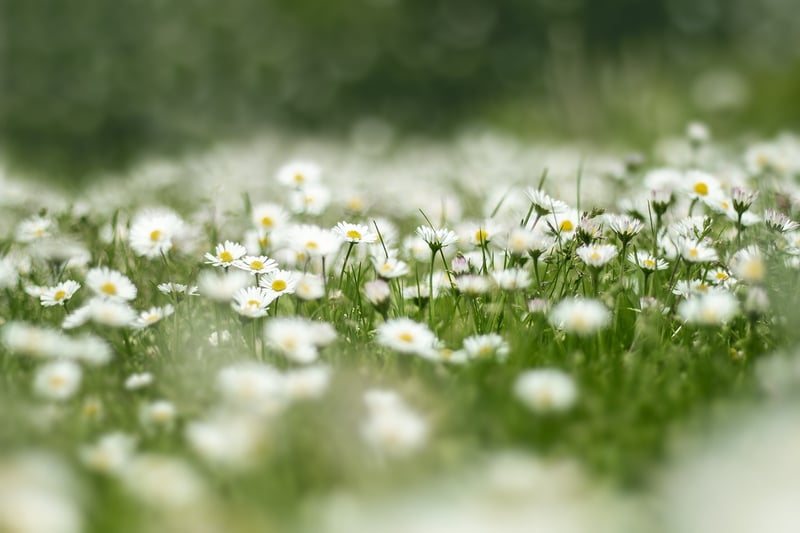 Unicorn Meadow Flowers